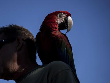 Chuck Hogan, seorang penduduk di Kaniau Road, dan burung beo miliknya, IIlani, difoto saat diwawancarai di sebuah pos pemeriksaan, di Lahaina, Hawaii, Senin, 25 September 2023. (AP Photo/Mengshin Lin)