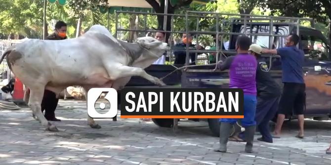 VIDEO: Sapi Kurban Mengamuk dan Tabrak Baliho