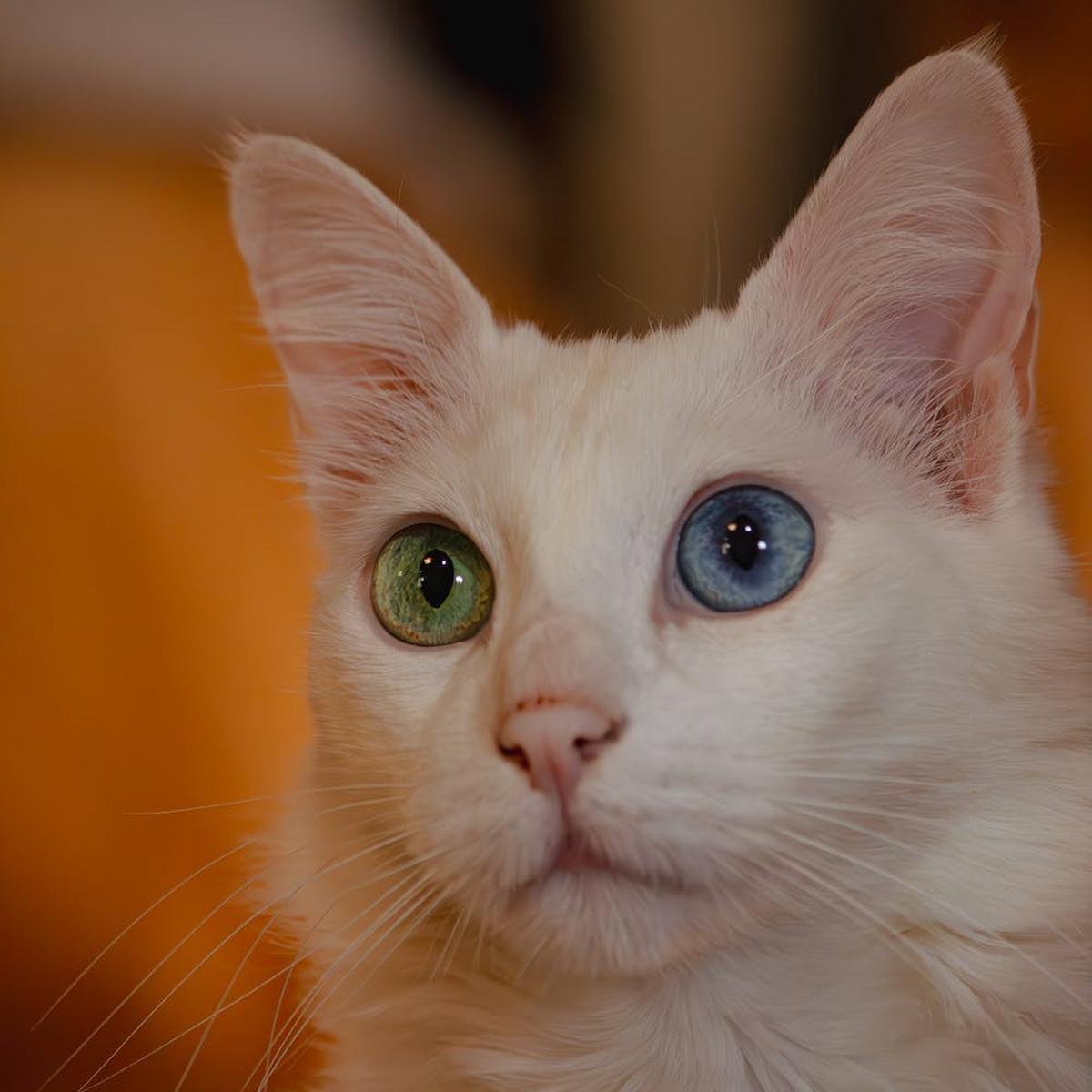 Kucing