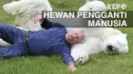 Walaupun tak memiliki akal dan pikiran, siapa sangka hewan-hewan ini bisa berlagak seperti layaknya manusia biasa.