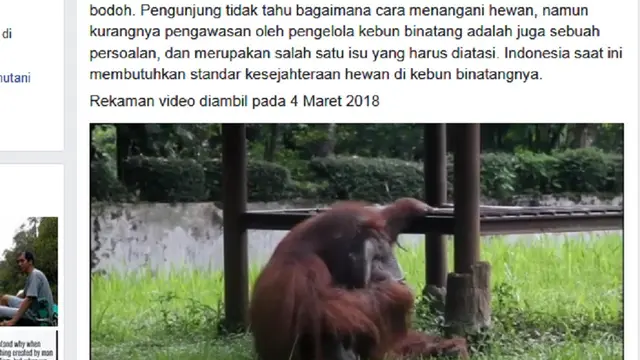 Orangutan merokok