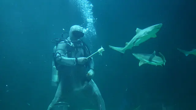 ‘Feeding Shark’