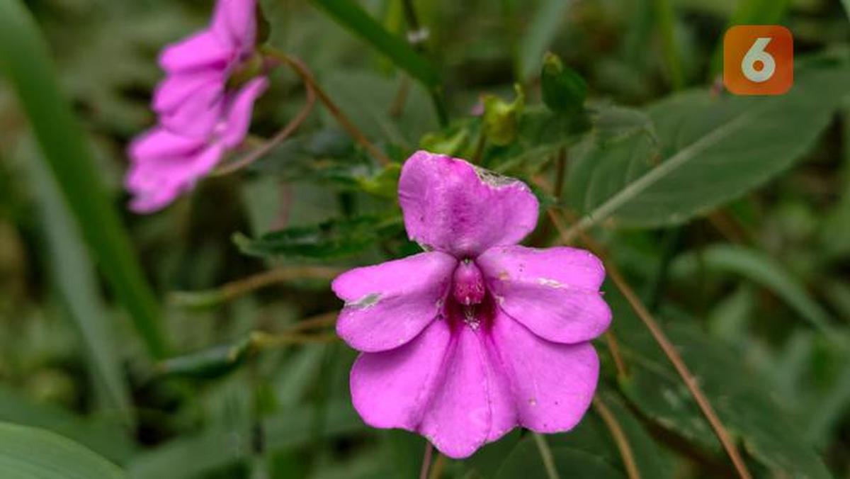 Hasil Foto Makro Vivo X300 Pro (Liputan6/Iskandar)