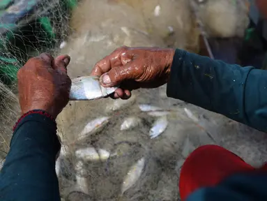 Nelayan mengumpulkan ikan hasil tangkapan di Pelabuhan Cilincing, Jakarta, Selasa (1/3/2022). Sejumlah komoditas ikan laut di pasaran mengalami kenaikan harga hingga 5 persen disebabkan cuaca buruk di laut dalam sepekan terakhir sehingga nelayan berhenti melaut sementara. (merdeka.com/Imam Buhori)