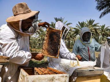 Peternak lebah memeriksa kerangka lebah di tempat pemeliharaan lebah di desa al-Raghila dekat Hilla di Irak tengah pada 7 Juni 2023. (AFP/AHMAD AL-RUBAYE)