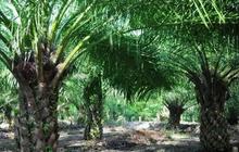 Harga jual minyak turun, laba Astra Agro Lestari tergerus