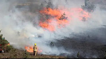Kebakaran seluas 70 hektar terjadi di cagar alam Saint Catherine’s Hill Inggris.Diduga awal mula kebakaran berasal dari tiga tempat yang berbeda