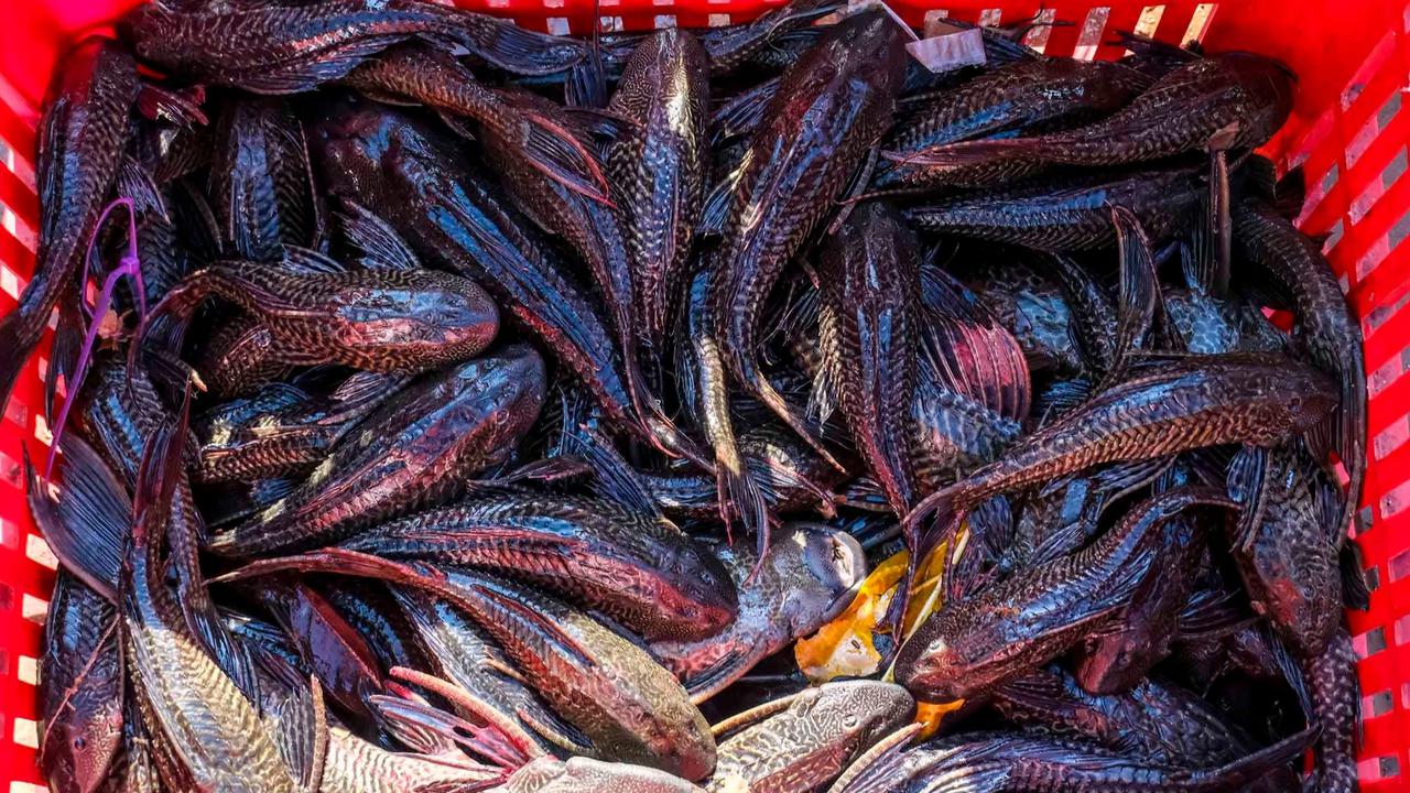 FOTO:Pemusnahan Ikan Sapu Sapu di Waduk Kaja Ciracas