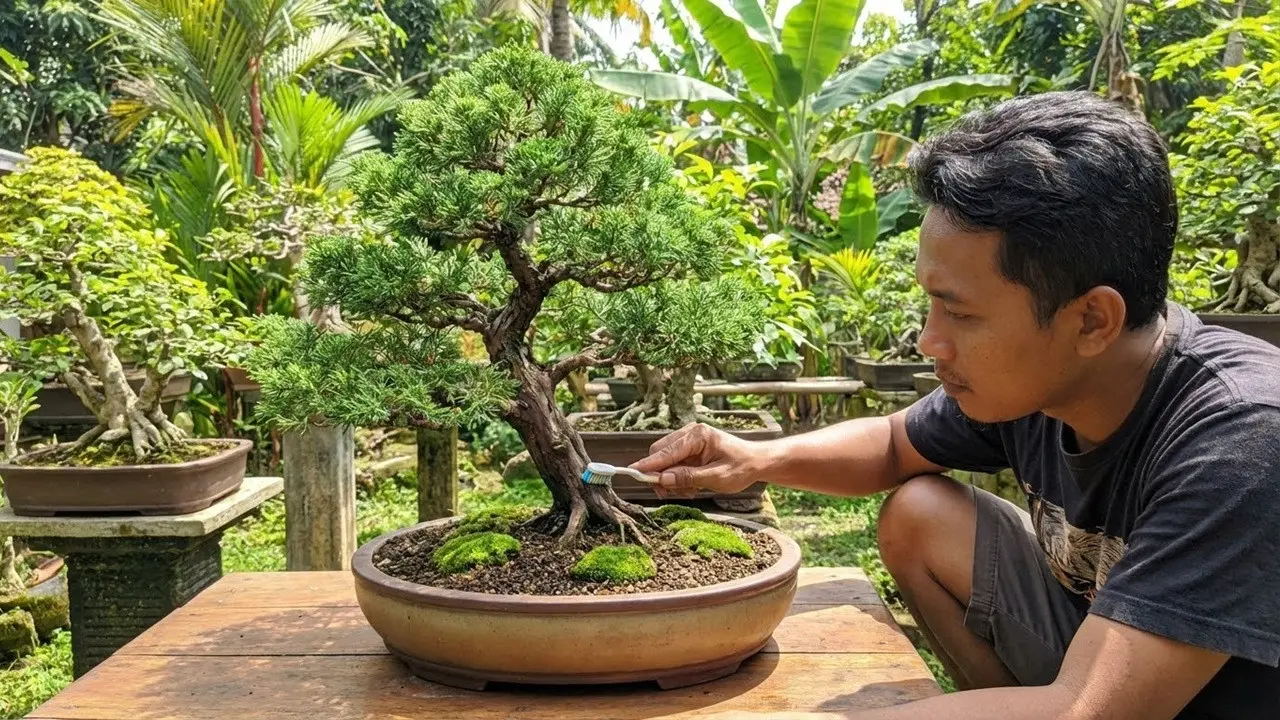 Cara Merawat Bonsai Cemara