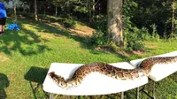 STOK MINGGU Seekor ular phyton berukuran panjang 5 meter mati ditembak warga setelah lama meresahkan.