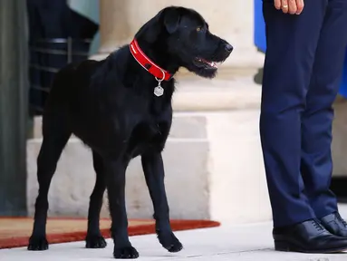 Nemo saat menemani Presiden Prancis Emmanuel Macron menyambut tamu di Istana Elyses, Paris, Prancis (28/8). Nemo merupakan salah satu anjing ras terpopuler di dunia yang dikenal Energik, pandai dan bersahabat. (AP Photo / Francois Mori)