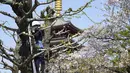 Seorang pekerja yang memakai masker pelindung untuk membantu menahan penyebaran virus corona menyesuaikan cabang pohon di Tokyo, Rabu (31/3/2021).  Ibukota Jepang mengonfirmasi lebih dari 410 kasus virus corona baru pada hari Rabu. (AP Photo/Eugene Hoshiko)