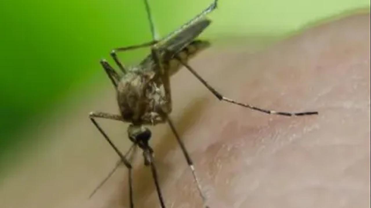 Nyamuk Wolbachia Disebar di Jakarta untuk Tekan DBD, Dinkes: Perlu Didukung dan Jangan Percaya Hoaks