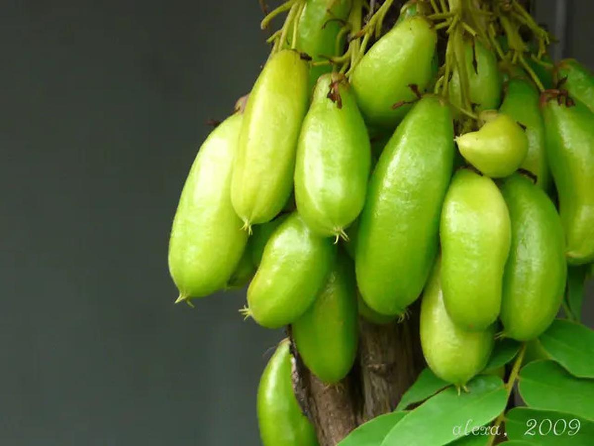 Manfaat Belimbing Wuluh, Rahasia Buah Asam Penurun Kolesterol