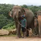 Seorang mahout atau penjaga gajah berdiri di samping kawanan gajah di Panti Asuhan Gajah Pinnawala di Pinnawala, Kolombo (11/8/2020). Hari Gajah Sedunia dirayakan setiap tahun pada 12 Agustus untuk menyebarkan kesadaran tentang pelestarian dan perlindungan gajah. (AFP/Lakruwan Wanniarachchi)