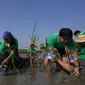 Koyo Salonpas bersama anak-anak muda menanam tunas mangrove melalui 'Rekatkan Kehangatan' di Pesisir Desa Mangunharjo, Semarang (dok. Salon Pas/Fairuz Fildzah)