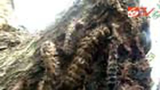 Penyebaran Ulat Bulu di Jateng Meluas