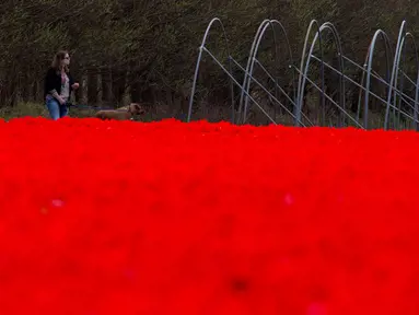 Seorang wanita bersama anjingnya berjalan di sepanjang ladang tulip merah yang dibiarkan mekar untuk mengolah umbi, dekat Lisse, Belanda tengah barat, (17/4). Pemerintah Belanda menempatkan total ekspor bunga sekitar 9 miliar euro. (AP Photo/Peter Dejong)