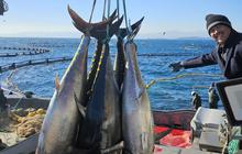 Ilmuwan Ungkap Mengapa Ikan Tuna Tak Pernah Berhenti Berenang dan Mampu Melintasi Samudra Tanpa Lelah, Begini Penjelasannya