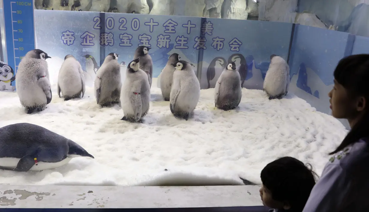 Pengunjung mengamati bayi penguin kaisar di taman hiburan Chimelong Ocean Kingdom yang berada di Zhuhai, Provinsi Guangdong, China pada 8 November 2020. Sepuluh bayi penguin kaisar yang lahir antara Juni hingga Agustus tahun ini tampil perdana di depan publik pada Minggu (8/11). (Xinhua/Huang Guobao