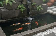7 Desain Kolam Ikan Minimalis dengan Batu Alam yang Menyegarkan di Lahan Terbatas, Cocok untuk Rumah Tropis