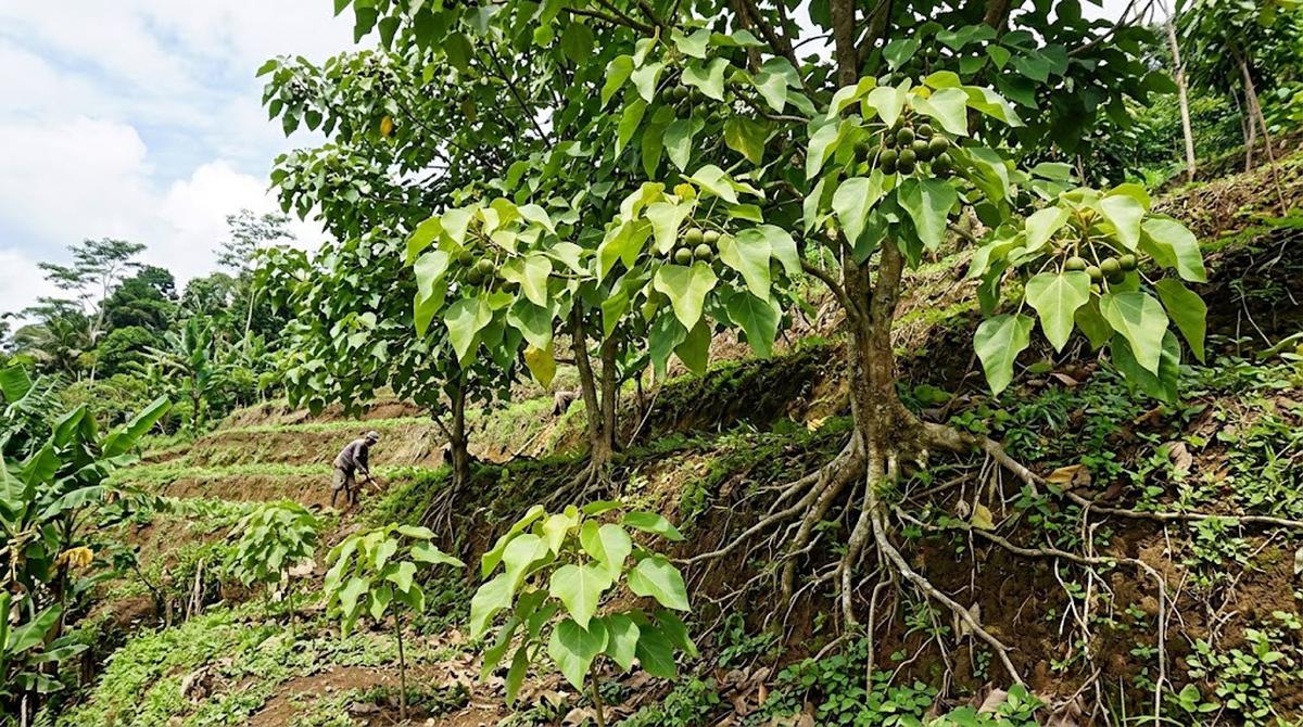 9 Jenis Tanaman untuk Tanah Miring, Bantu Cegah Erosi