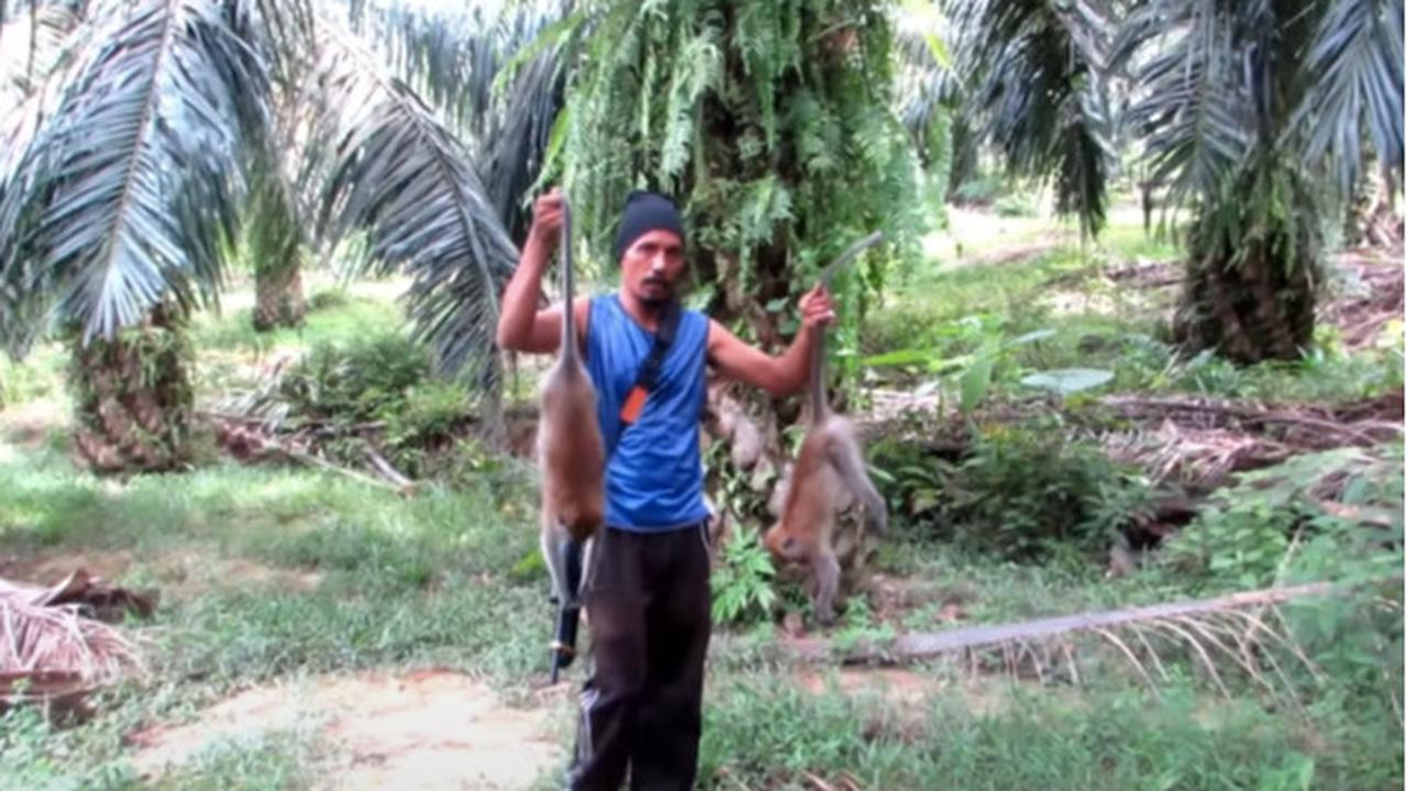 Dianggap Hama Kebun Sawit, Pria Ini Bantai Habis Monyet Pakai Senapan