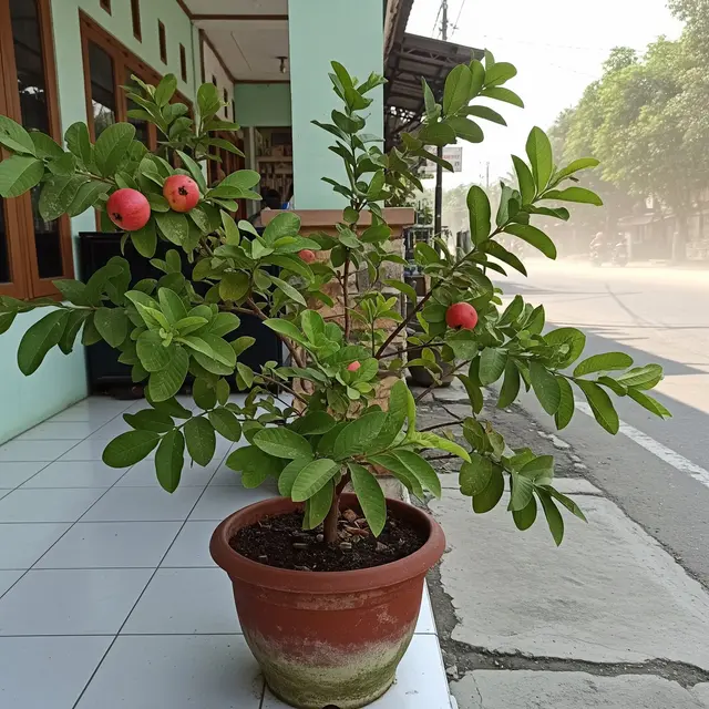 12 Tanaman Buah dalam Pot untuk Teras Rumah Sebagai Penyaring Debu Jalan