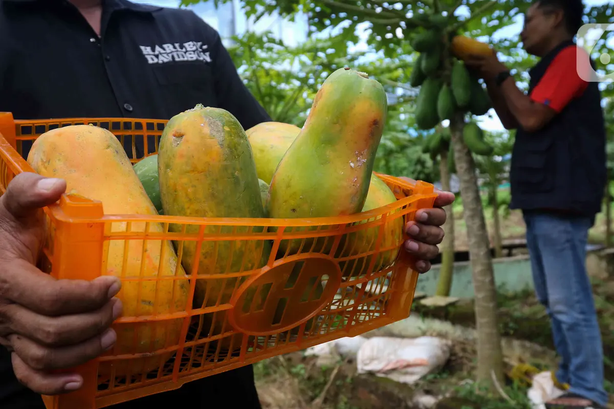 Jenis Buah yang Panen Sepanjang Tahun