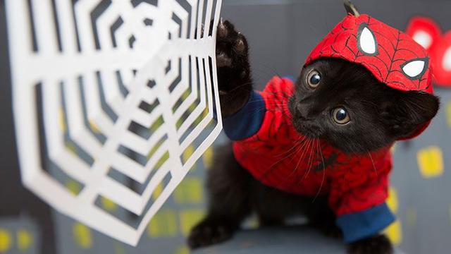 Potret Lucu Saat Kucing Berkostum Superhero Ini Bikin Gemes