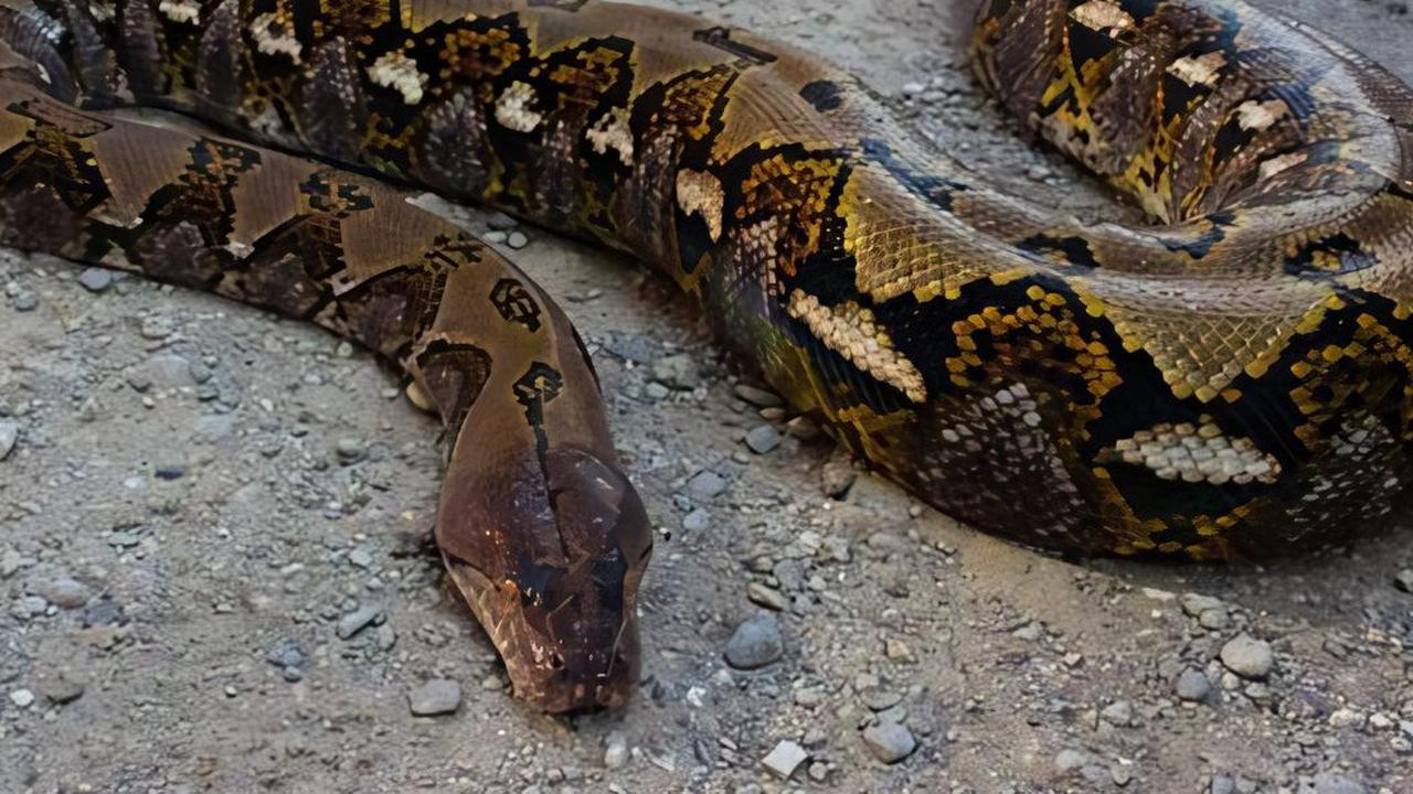 Wanita di Buton Tewas Dililit Ular Piton Sepanjang 6,5 Meter