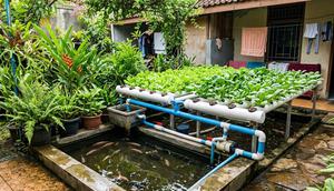 Ide Usaha Ternak Ikan Nila dan Sayur Hidroponik di Rumah (Sumber: gemini.com)