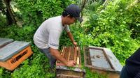Zaini peternak lebah madu di Desa Wongsorejo, Banyuwangi memanen madu dari lebah yang diternaknya (Hermawan Arifianto/Liputan6.com)