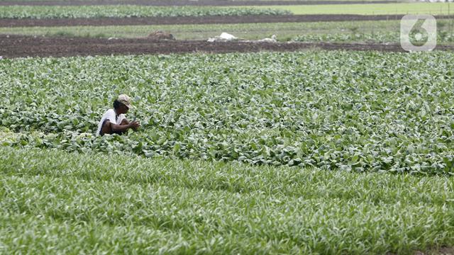 FOTO: Panen Sayuran di Masa Pandemi