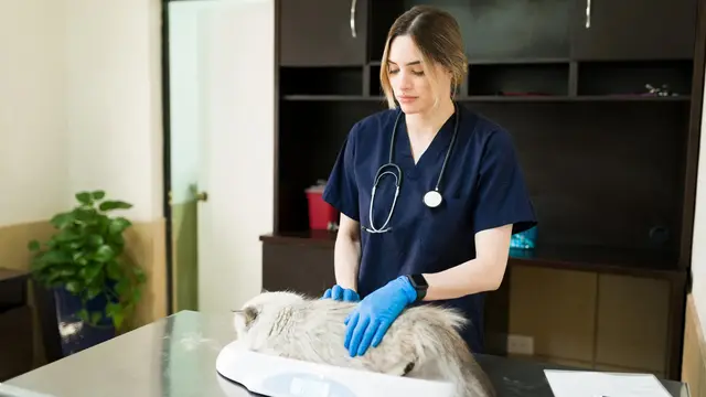 Vet