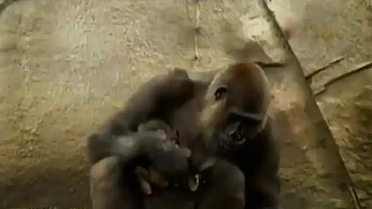 Seekor Bayi Gorila Lahir di Kebun Binatang Taronga Sydney