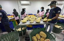 Kadin Parimo Targetkan Transformasi Ekonomi Industri Durian Sulawesi Tengah