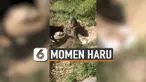 ANJING KUBURKAN TEMANNYA