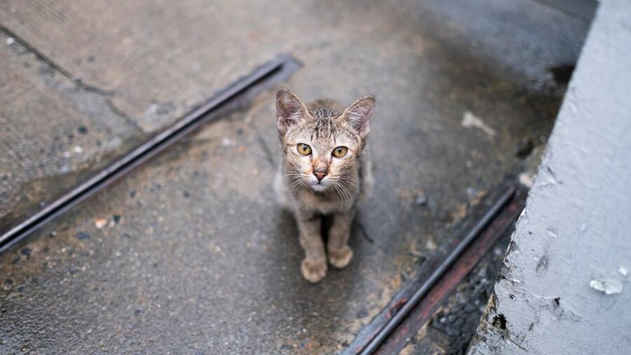 Jika Anda memelihara kucing di rumah, keterlibatan anak-anak dalam merawat hewan peliharaan dapat memperkuat ikatan antara mereka dan kucing.