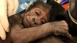 Seekor bayi gorila memeluk ibunya usai proses persalinan , Philadelphia, Jumat (2/6). Pihak Kebun Binatang Philadelphia sengaja mendatangkan tim dokter agar hewan langka tersebut, ibu dan bayinya bisa selamat. (AP Photo)
