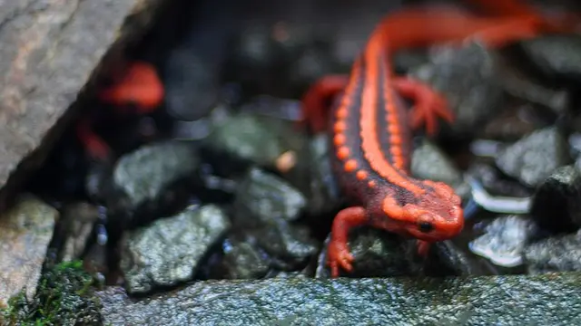 Satu Keluarga dengan Salamander