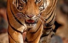 Momen Harimau hingga Babi Kelaparan Dekati Permukiman Warga Akibat Kebakaran Gunung Lawu, Bikin Geger