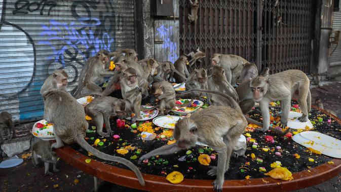 Monyet menikmati makanan dari meja makan di depan kuil Prang Sam Yod selama Festival Prasmanan Monyet tahunan di Lopburi, Bangkok, Thailand, Minggu (29/11/2020). Festival tersebut untuk mengucapkan rasa terima kasih kepada monyet yang telah menarik banyak wisatawan ke deerah itu. (Jack TAYLOR/AFP)
