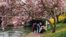 Orang-orang bersantai di bawah pohon magnolia yang sedang mekar di tepi Sungai Ill, Strasbourg, Prancis, 21 Maret 2022. Magnolia adalah salah satu marga tumbuhan berbunga yang dikenal luas karena bunganya indah dan menyebarkan aroma harum. (PATRICK HERTZOG/AFP)