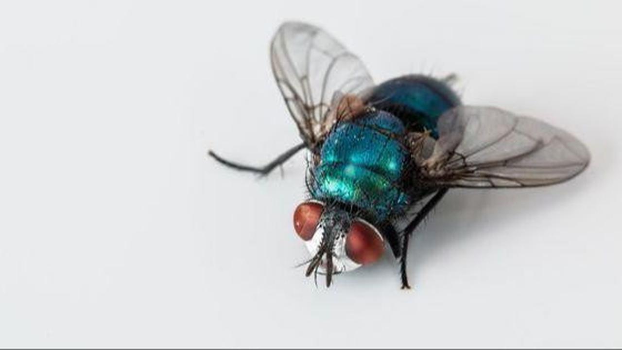 Easy Trick to Prevent Flies from Entering the House