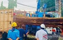 Mengapa Pohon Tua Berbahaya? DLH Intensifkan Pemangkasan Pohon Pangkalpinang Cegah Tumbang di Musim Hujan