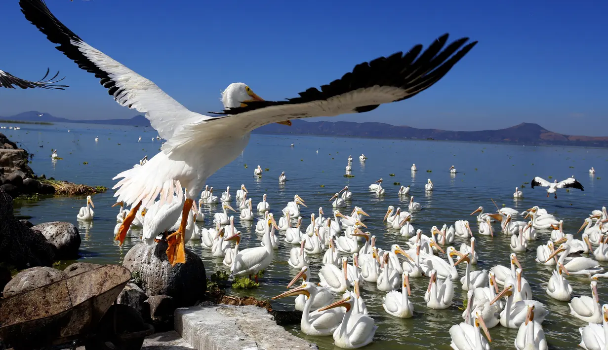 Kawanan pelikan putih, salah satu burung terbesar di Kanada dan AS, terlihat di pantai laguna Chapala di Cojumatlan de Regules, Meksiko, pada 28 Januari 2022. Pelikan putih melakukan perjalanan ribuan kilometer bermigrasi dari suhu dingin Amerika Utara. (ULISES RUIZ / AFP)