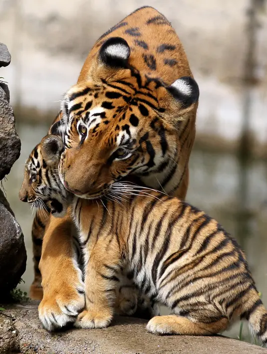 Harimau Benggala merawat salah satu dari empat anaknya yang lahir di Guadalajara Zoo, negara bagian Jalisco, Meksiko pada 5 Oktober 2021. Empat anak harimau itu lahir pada 3 Juli lalu dari Albert dan Chitara, harimau bengal di kebun binatang tersebut. (LISES RUIZ / AFP)