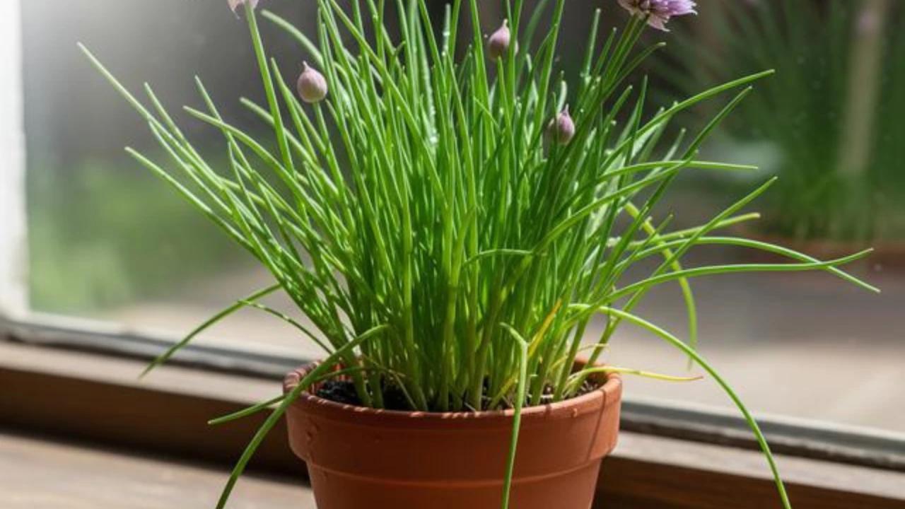 7 Rempah Bisa Kamu Tanam di Pot Kecil untuk Dapur Minimalis yang Selalu Wangi