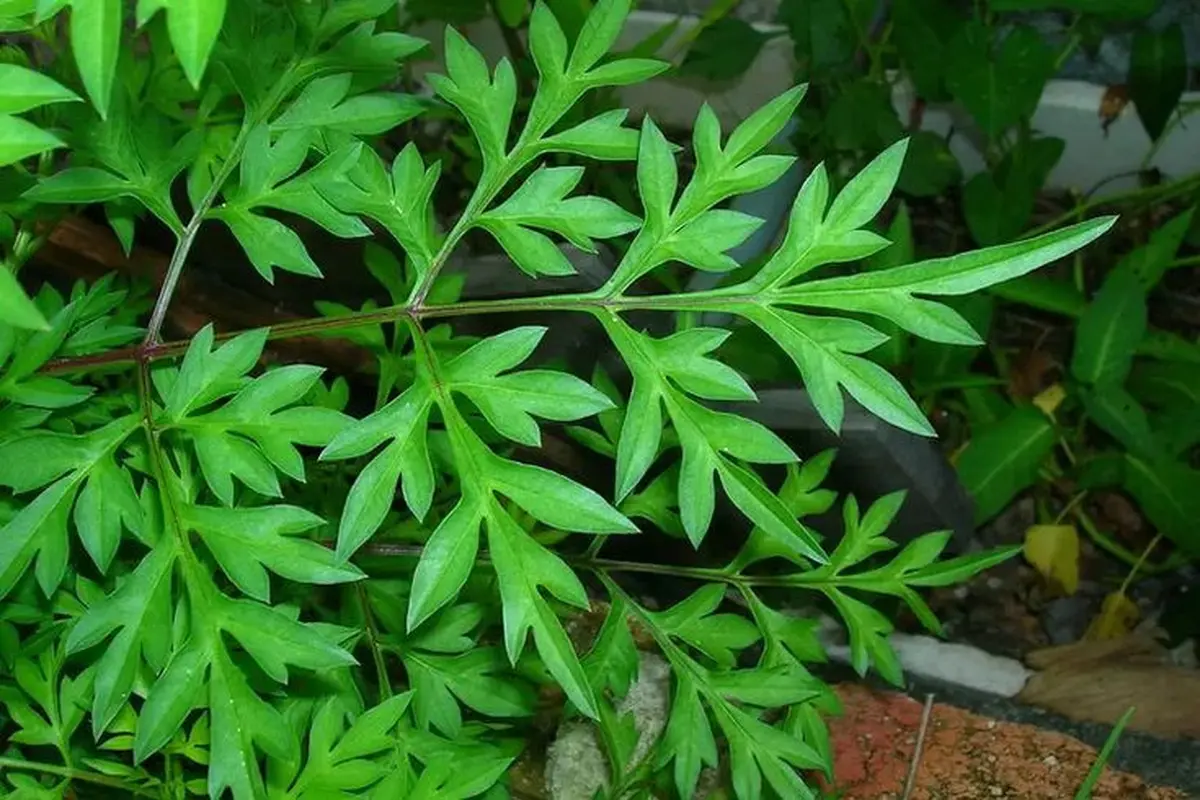 Daun Kenikir. (foto: Pinterest/Beritatren.com).